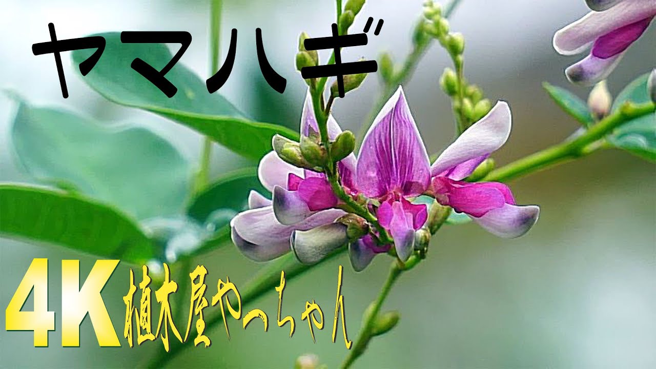 山採り自然樹形バイカツツジ紅葉 2023 - YouTube