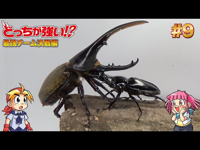 どっちが強い!?】昆虫バトル ヘラクレスオオカブトvsタランドゥスオオ