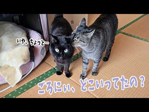 Living with 4 cats 1459f] Goro comes in and out [Departure from