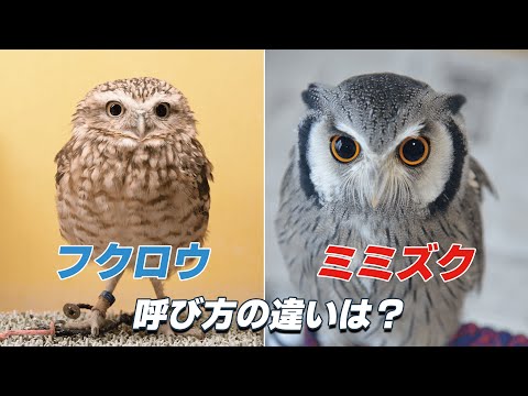 フクロウとミミズクの違いはどこ？【羽角と和名に注目】 - YouTube