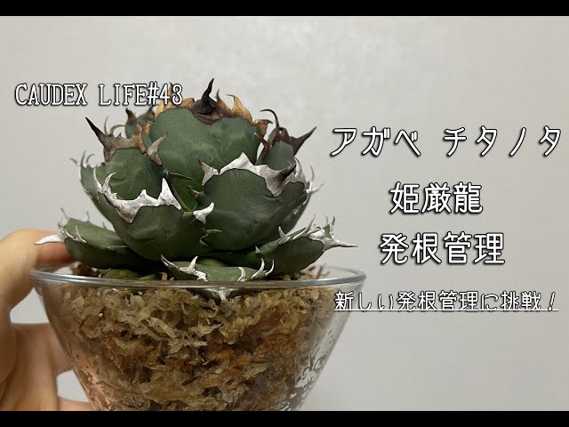 CAUDEX LIFE #43】アガベ チタノタ 姫嚴龍 水苔発根管理 - YouTube