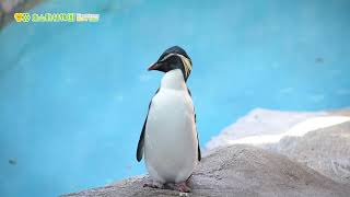 東山動植物園公式】お飛《 キタイワトビペンギン ペンギン 》 - YouTube