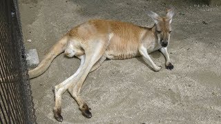 カンガルーの感触 ＆ 赤ちゃん / 東山動物園 - YouTube