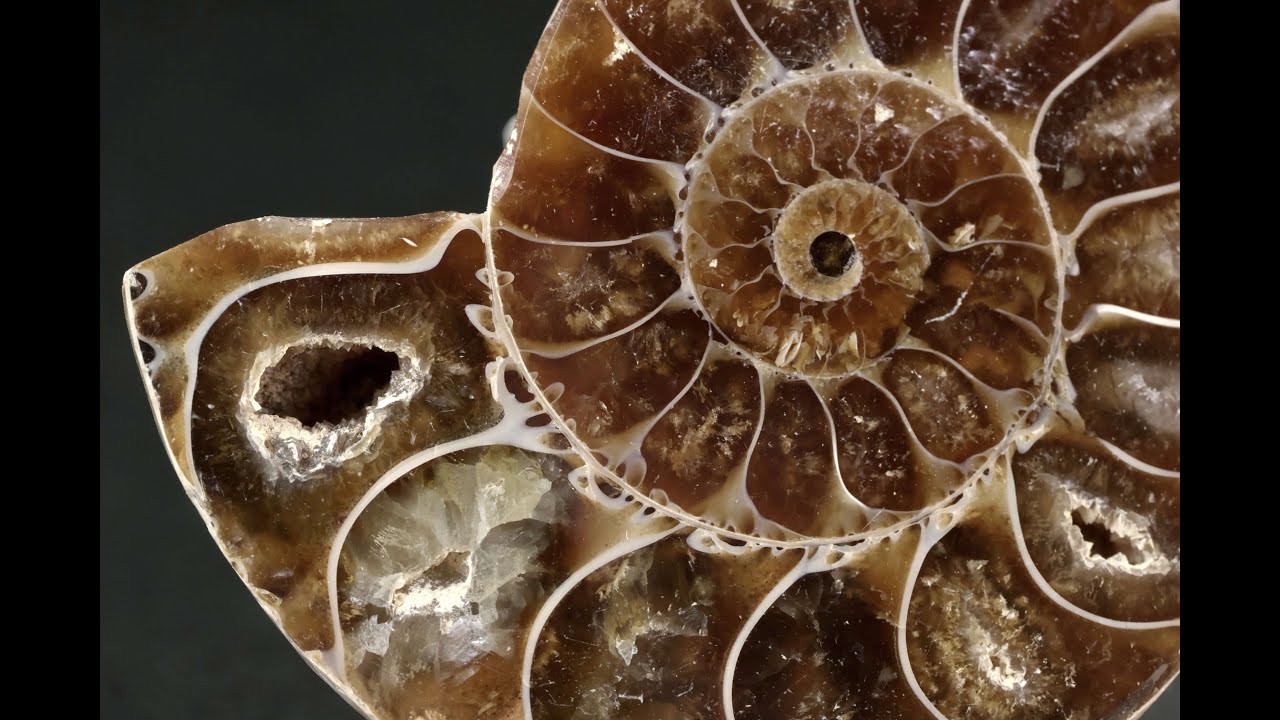 アンモナイト 化石 31.1g / Ammonite Fossil - YouTube