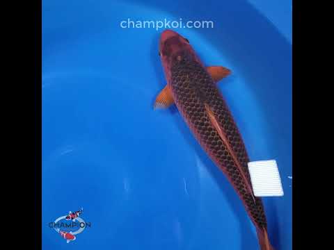 25A-008 Golden Corn - Champion Nishikigoi