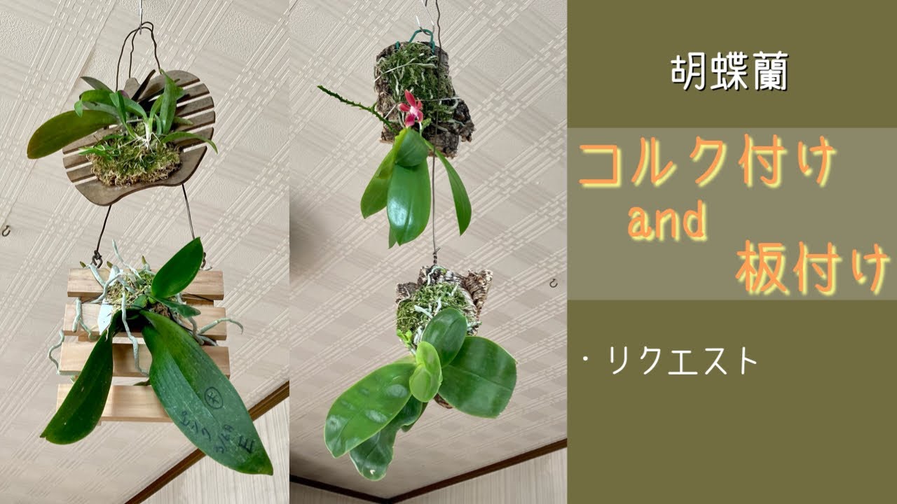2022年10月8日 胡蝶蘭 《コルク付け・板付け》 秋〜冬の管理 ポイント