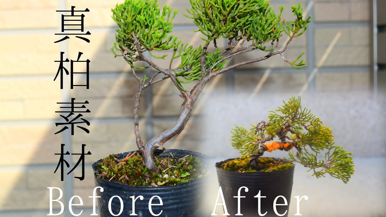 真柏盆栽 素材から荒成型Before After！ Bonsai Shinpaku making - YouTube