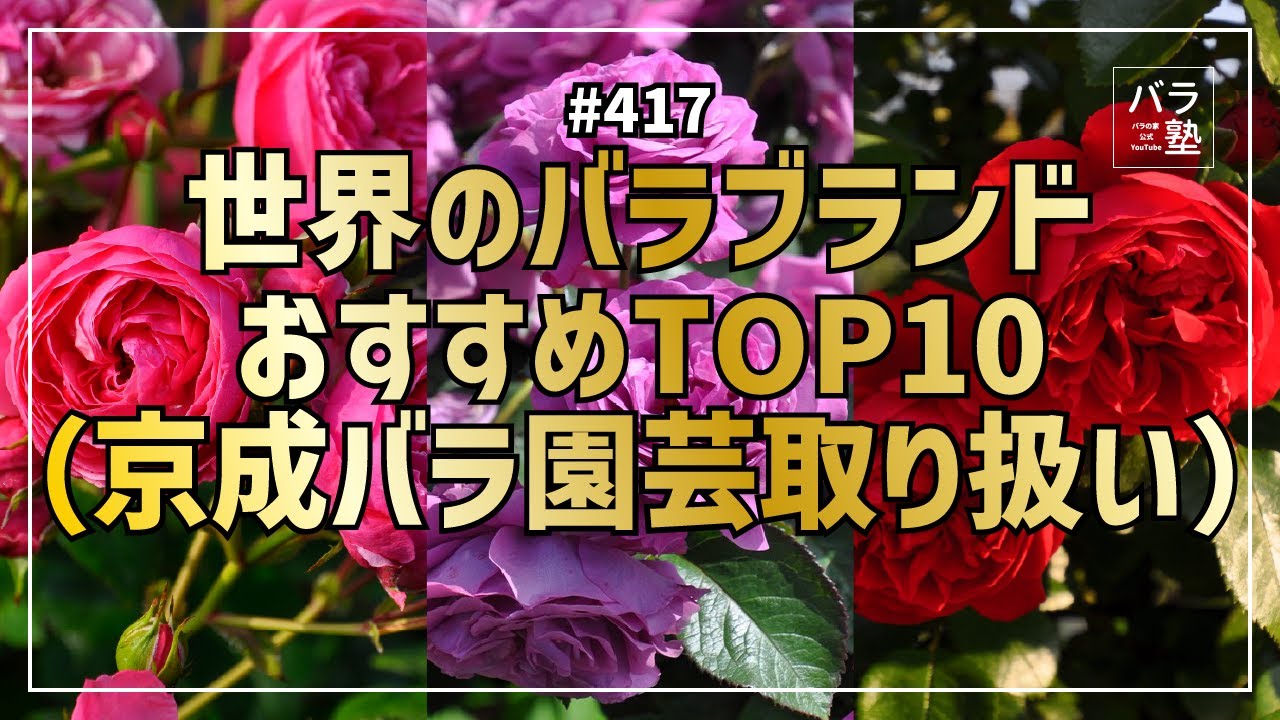 417 Top 10 Recommended Rose Brands in the World (Keisei Rose