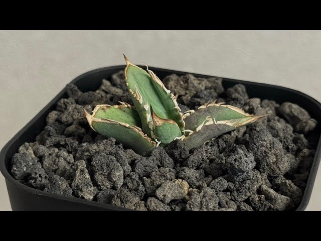 20251025 アガベ・チタノタ 巨歯鯊(芽)-004｜agave titanota megalodon