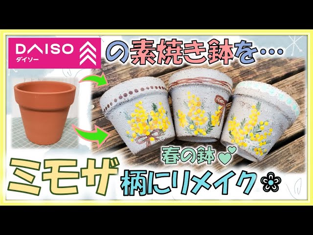 100-yen remake pot】I will make a spring pot 🌼 of mimosa