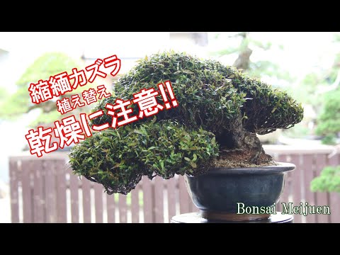 縮緬カズラの植え替え「乾燥に注意」/CHIRIMEN-KAZURA UEKAE 