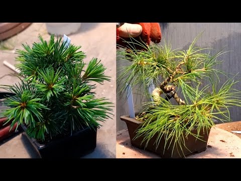 種からの五葉松を小さく維持する方法【With subtitles】 - YouTube