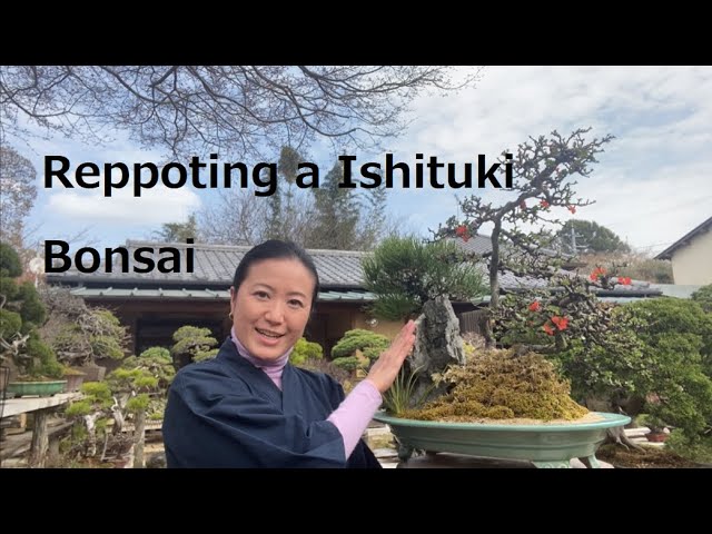 石付き盆栽の植替え♪How to repot a rock-planting Bonsai! - YouTube