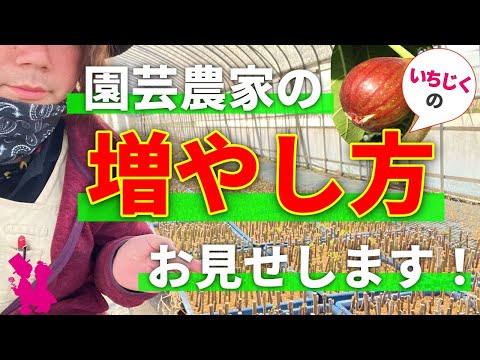 How to grow figs by cuttings] A horticultural farmer demonstrates
