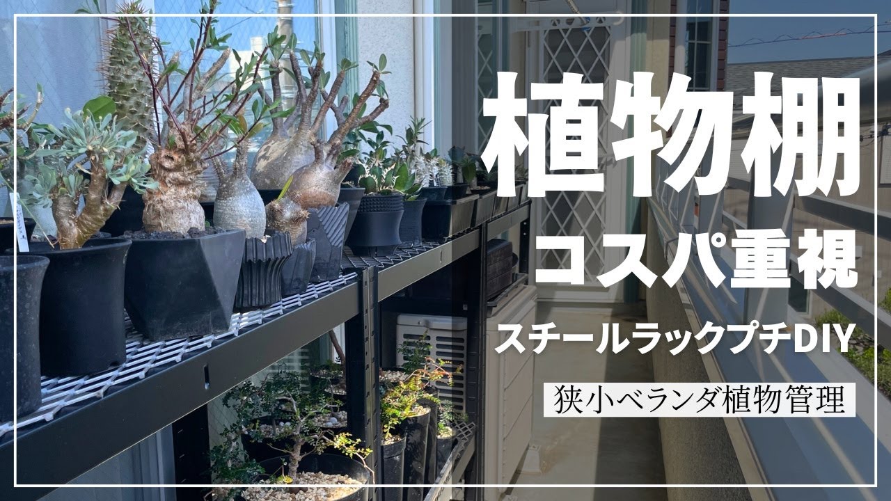屋外の塊根多肉植物棚をアップデート！高コスパのスチールラックに