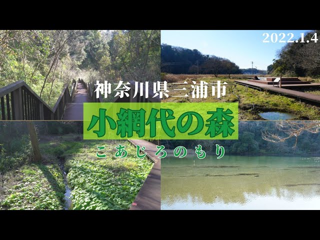 小網代の森（神奈川県） 日本山歩日記 2024年4日28日 - YouTube