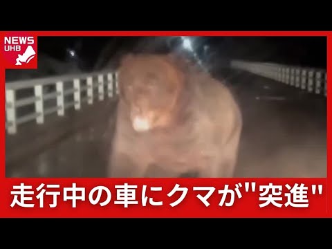 ヒグマ速報】ボンネットを引っかかれる…車めがけてクマが一直線に突進