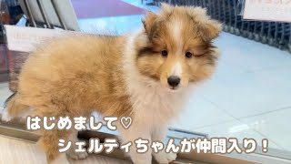 シェルティ 】パパはグランドチャンピオン！アジリティを楽しみたい方