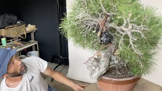 黒松（くろまつ）│盆栽、盆栽書籍、盆栽鉢の通販│近代出版