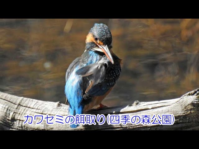 カワセミの餌取り(四季の森公園) - YouTube