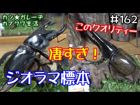 まるで生きたままの躍動感！ジオラマ標本で我が家の主役カブクワたちが