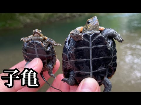 How to catch a Japanese pond turtle, taught by a reptile expert