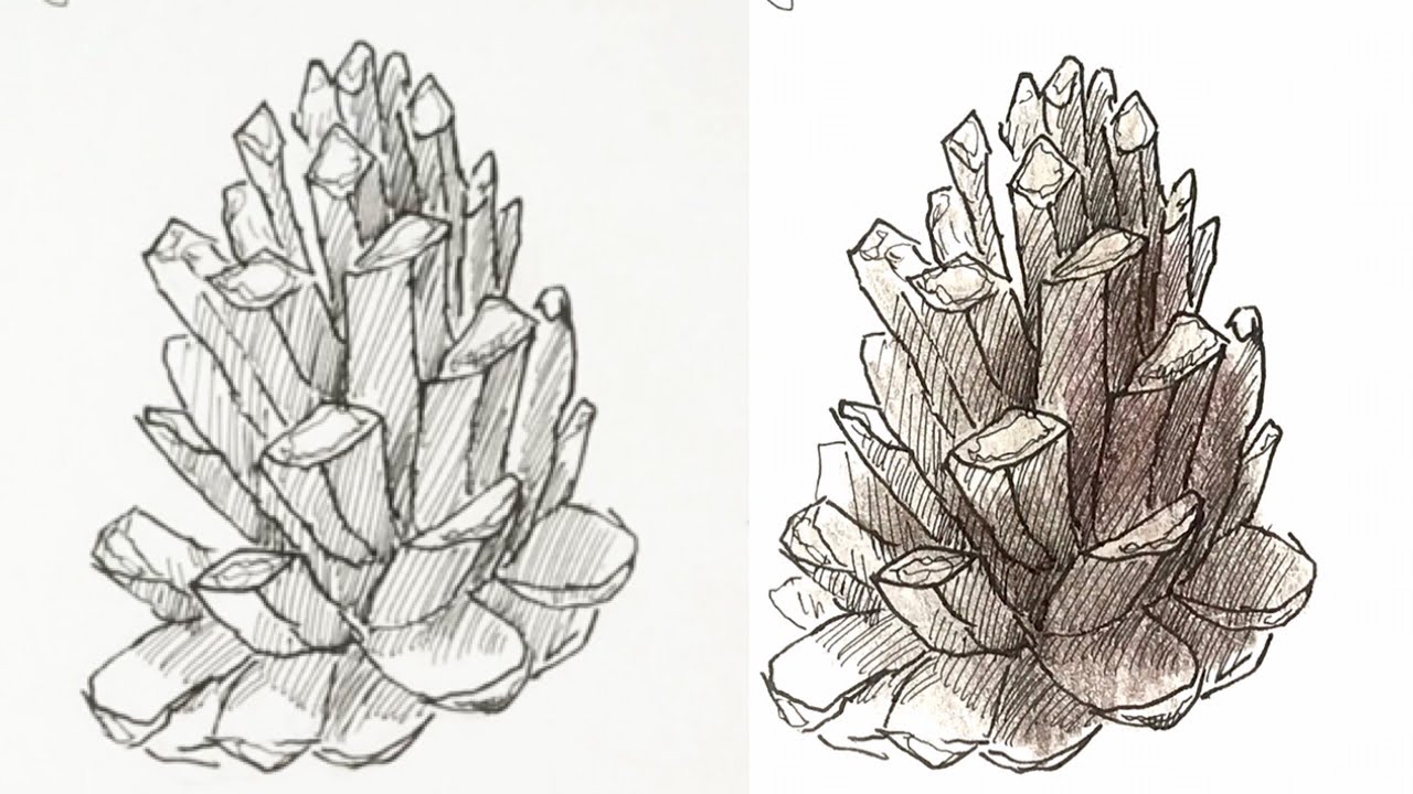 Pinecone] A simple course on how to draw pen and colored pencil