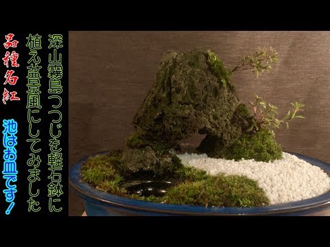 ミヤマキリシマツツジの軽石鉢で作る盆景^ - ^お皿で池を作りました