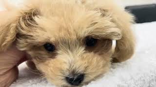 MIX（マルチーズ×トイプードル） | ペットショップ マルワン 小さめ