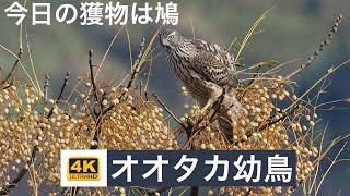 猛禽類「オオタカ」今日の獲物は逃さない！幼鳥だがオオタカの子は鋭い