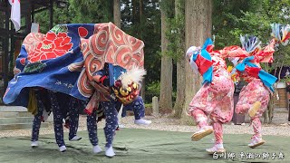 白川郷 どぶろく祭り 平瀬の獅子舞 2025年 / 岐阜県白川村平瀬 - YouTube