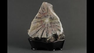 根尾谷産 菊花石 567g｜国産 原石 通販キラリ石