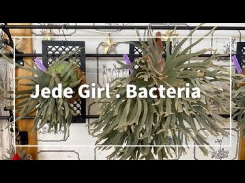 williinckii super dwarf `Bacteria` & willinckii `Jade Girl` I got