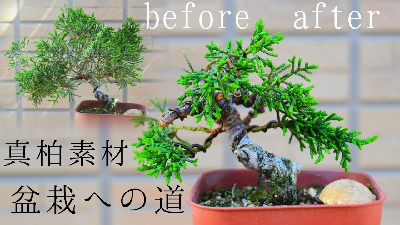 糸魚川真柏・紀州真柏 見分け方と、それぞれの特徴 [盆栽初心者講座