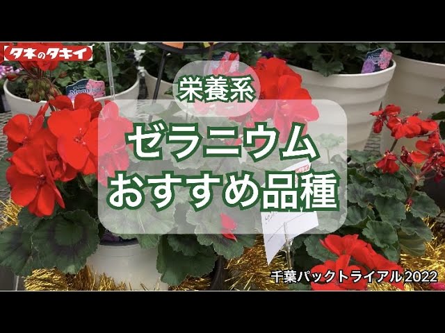 園芸】2022-2023 ゼラニウム タキイおススメ品種 - YouTube