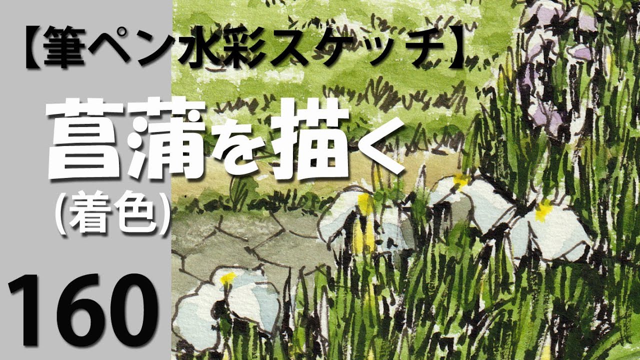 160筆ペン水彩スケッチ 菖蒲を描く(着色) - YouTube