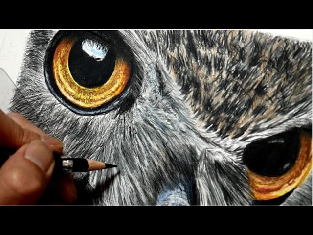 色鉛筆画 フクロウを描いてみた Realistic colored pencil drawing of