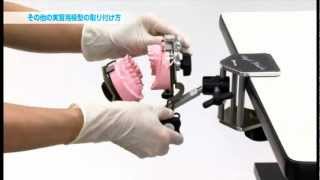 シンプルマネキンⅢ｜株式会社ニッシン｜歯科模型・歯科材料のトップ