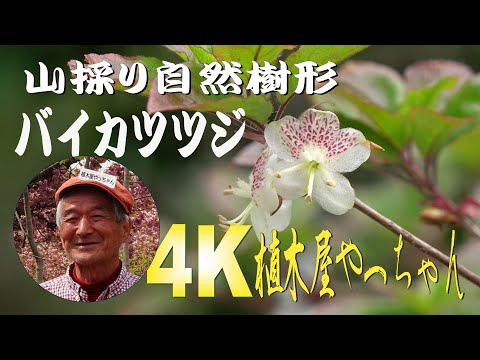 60 山採り ミツバツツジ バイカツツジ付き hqdefault.jpg