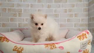 746849 ポメラニアン - YouTube