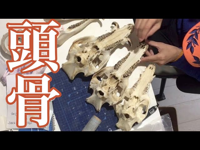 I made a wild boar skull specimen - Part 2 - YouTube