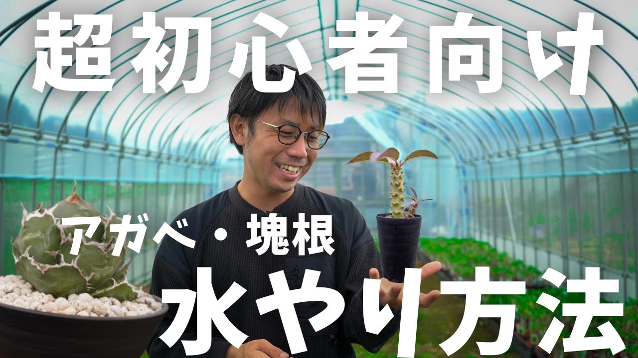 コレで水やり3年もたった3日に超短縮！】塊根アガベ水やりの