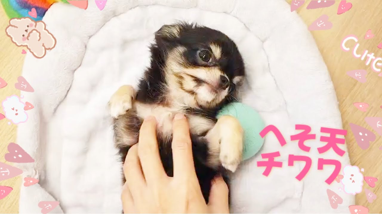 モールアート☆チワワ☆へそてん モールアート☆チワワ☆へそてん