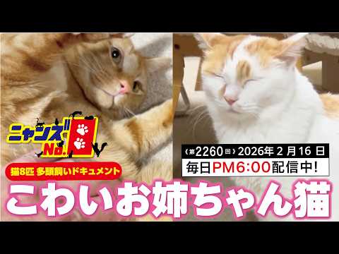 No. 2260》Scary Big Sister Cat - YouTube