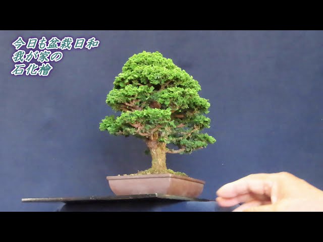 今日も盆栽日和 石化檜 双幹樹形2 - YouTube