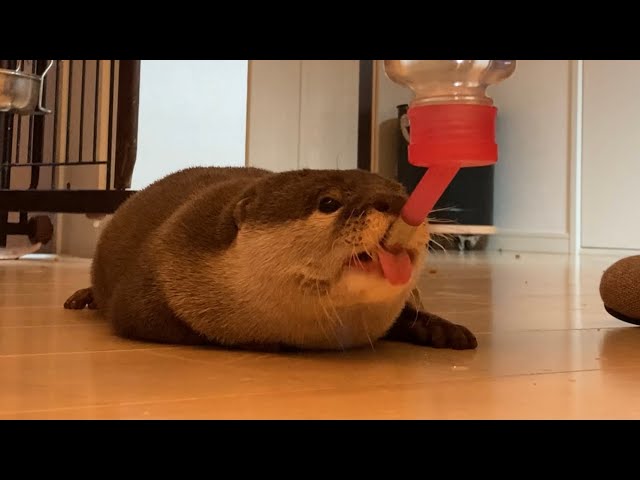 otter licking is cute - YouTube