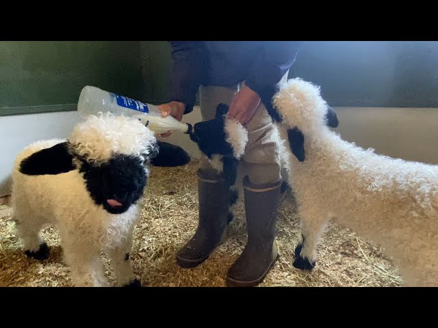 世界一かわいいヒツジ】ヴァレーブラックノーズシープの赤ちゃん3頭
