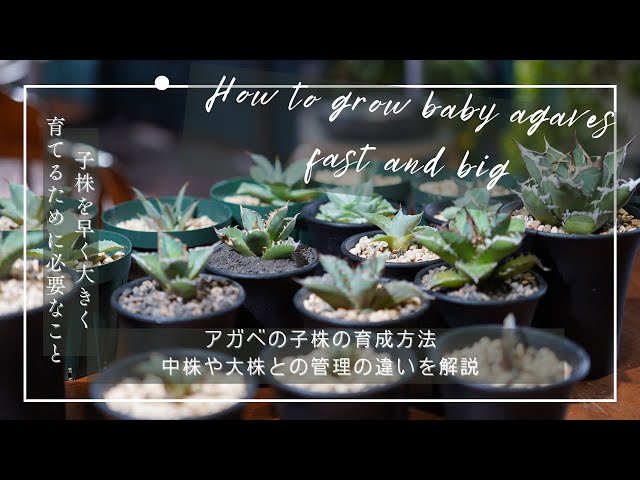 アガベの子株の育成方法！中株や大株との管理の違いを解説！ - YouTube