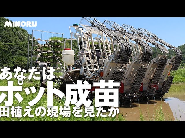 みのる産業のポット成苗田植機で100町以上、2万5000枚以上を田植えする