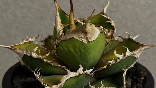 アガベ・チタノタ 緑幽霊(中)-009｜agave titanota green ghost